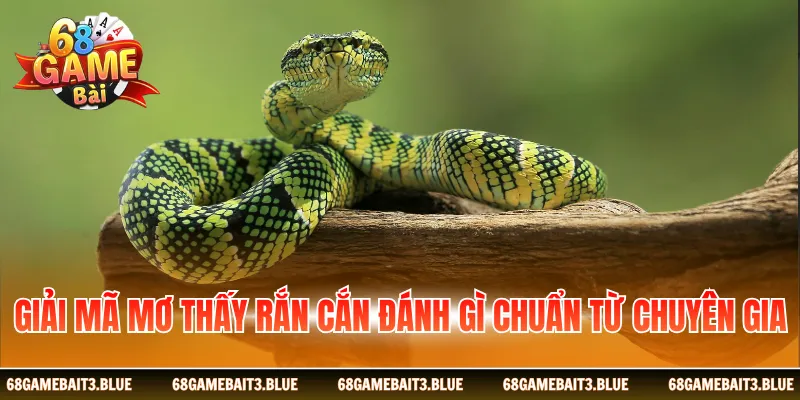 Giải mã mơ thấy rắn cắn đánh gì chuẩn từ chuyên gia